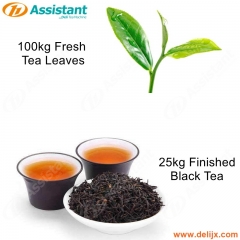 100 кг свежего чайного листа для 25 кг готового черного чая