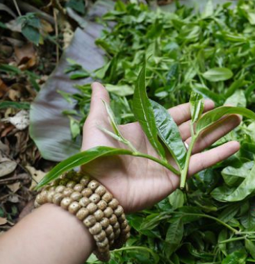 когда лучше всего собирать чай? как использовать машину для выщипывания чайных листьев?